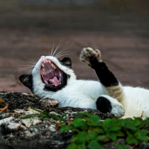 Feline Moments
