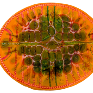 Diatom Medium oval orange-green