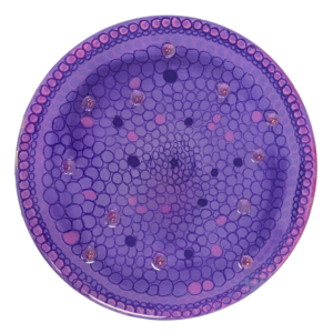 Diatom Small round purple