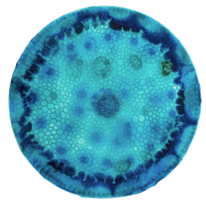 Diatom Large round blue