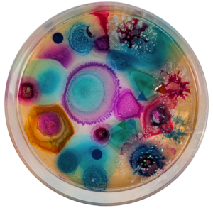 Petri dish blue-purple