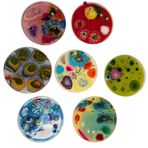 Petri dishes 5.5“ diameter 