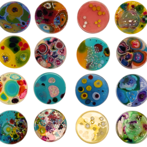Petri dishes 5.5“ diameter 